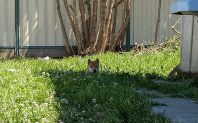 Puppy School Guide for Shiba Inus: ANKC-Accredited Training in Australia