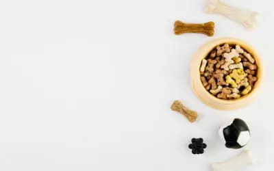 Raw vs. Kibble vs. Homemade: Dog Food Decoded for Shiba Inus