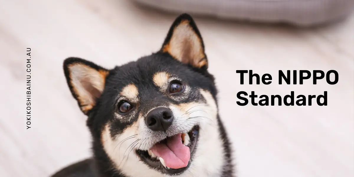 Japanese Shiba Inu that represents the NIPPO standard
