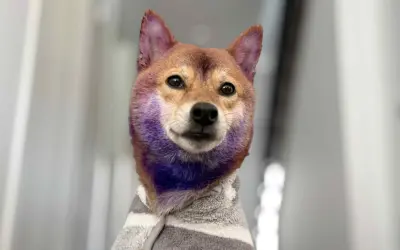 Shiba Inu Grooming Guide: Complete Care Routine for a Healthy Coat