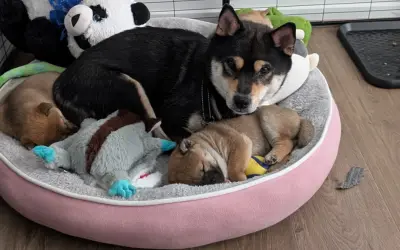 Shiba Inu vs Other Breeds: Which Dog Is Right for You?