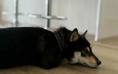 Shiba Inu Shedding Guide: How to Manage Coat Blowing and Fur Control at Home