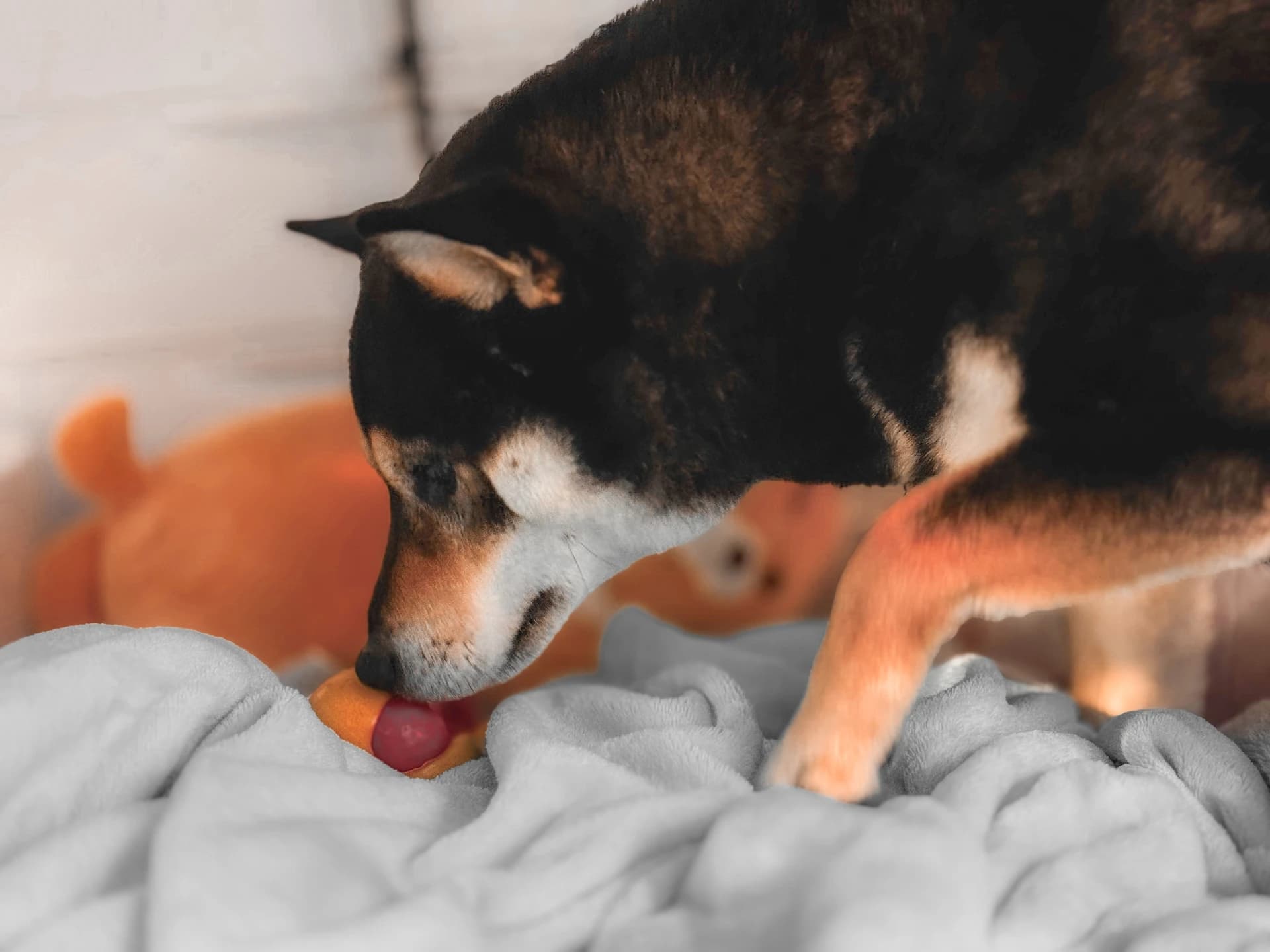 Historical depiction of Shiba Inu in Japan