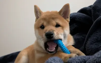 Shiba Inu Training Guide: Effective Methods for Stubborn Personalities