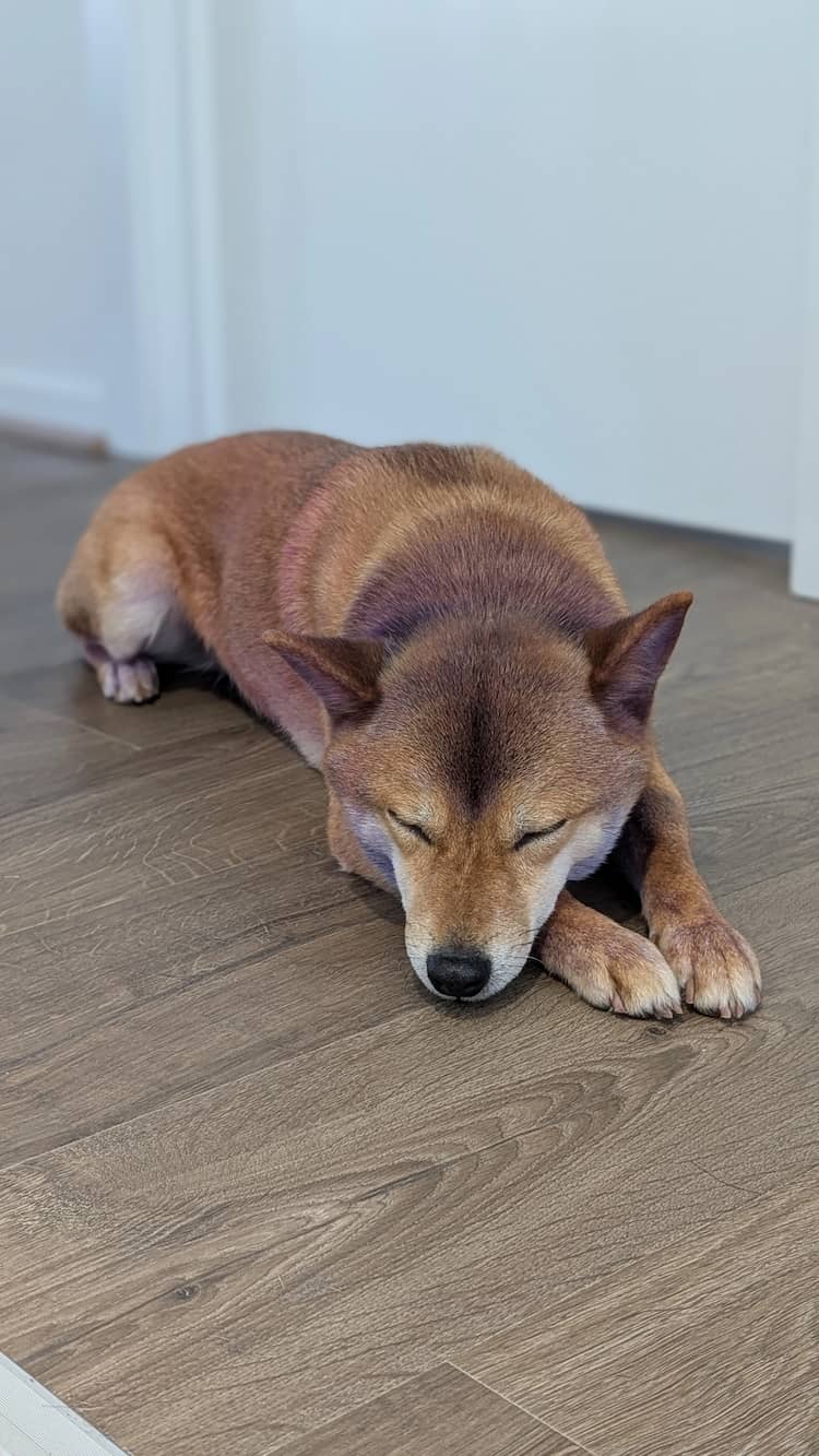 Curbing Aggression and Reactivity in Shibas: Australian Guide