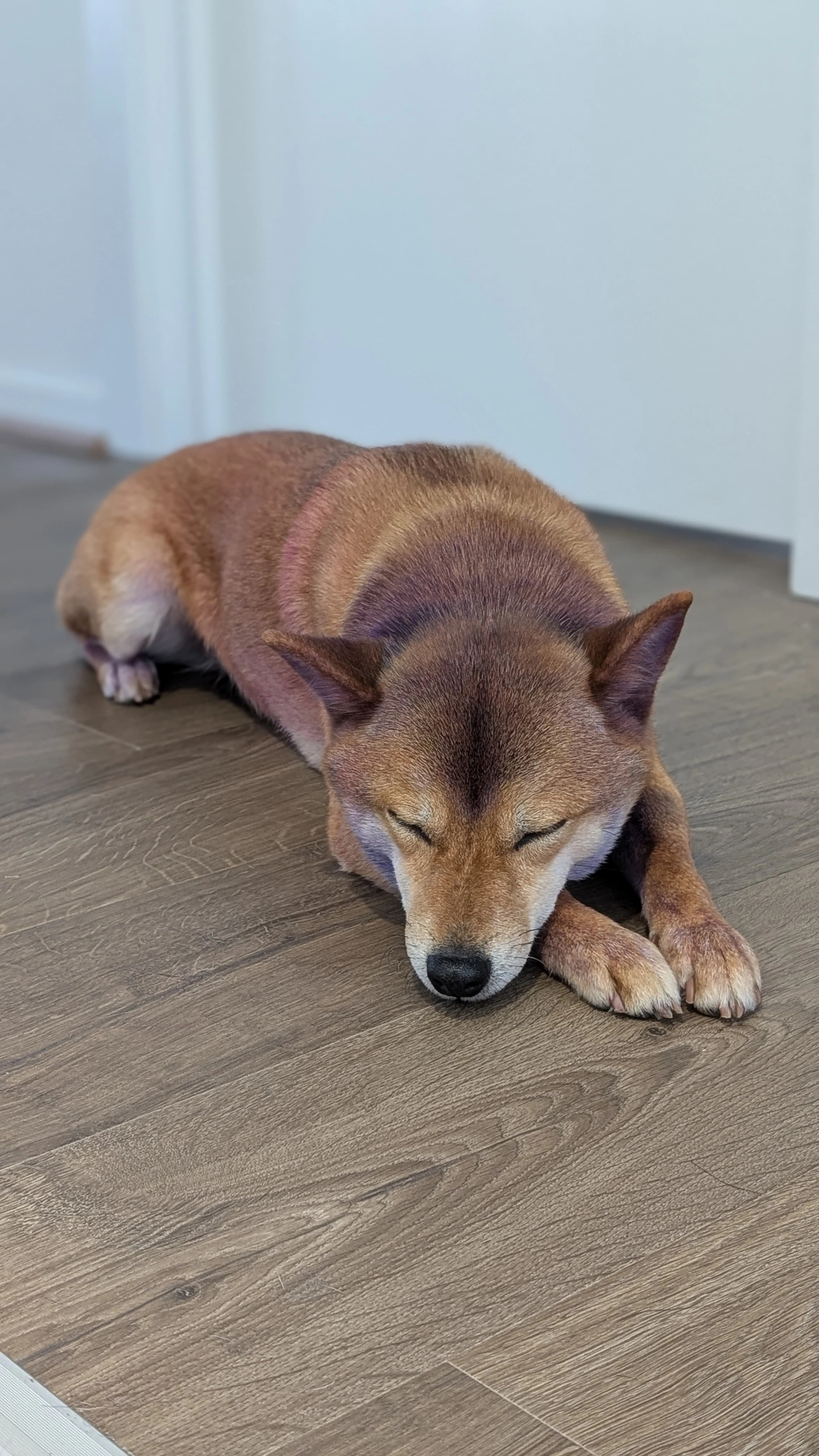 Curbing Aggression and Reactivity in Shibas: Australian Guide
