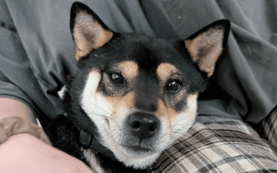 Shiba Inu Exercise & Enrichment Guide: Australian Daily Routine 2025