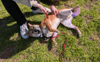 Shiba Inu Health Problems & Prevention: Australian Guide 2025