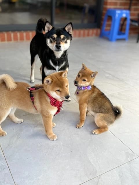 Shiba Inu Health Testing Australia: Complete Guide 2025