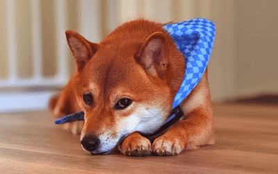 Shiba Inu Insurance Australia 2025: Complete Comparison Guide
