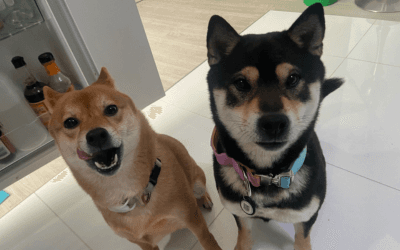 Potty Training Your Shiba Inu: Complete Australian Guide 2025