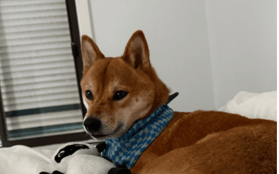 Shiba Inu Vaccination Schedule Australia 2025: Complete Guide