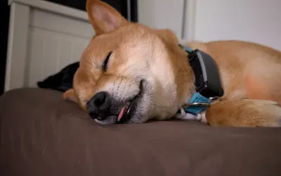 Spay, Neuter, or Wait? Timing It Right for Shiba Inus