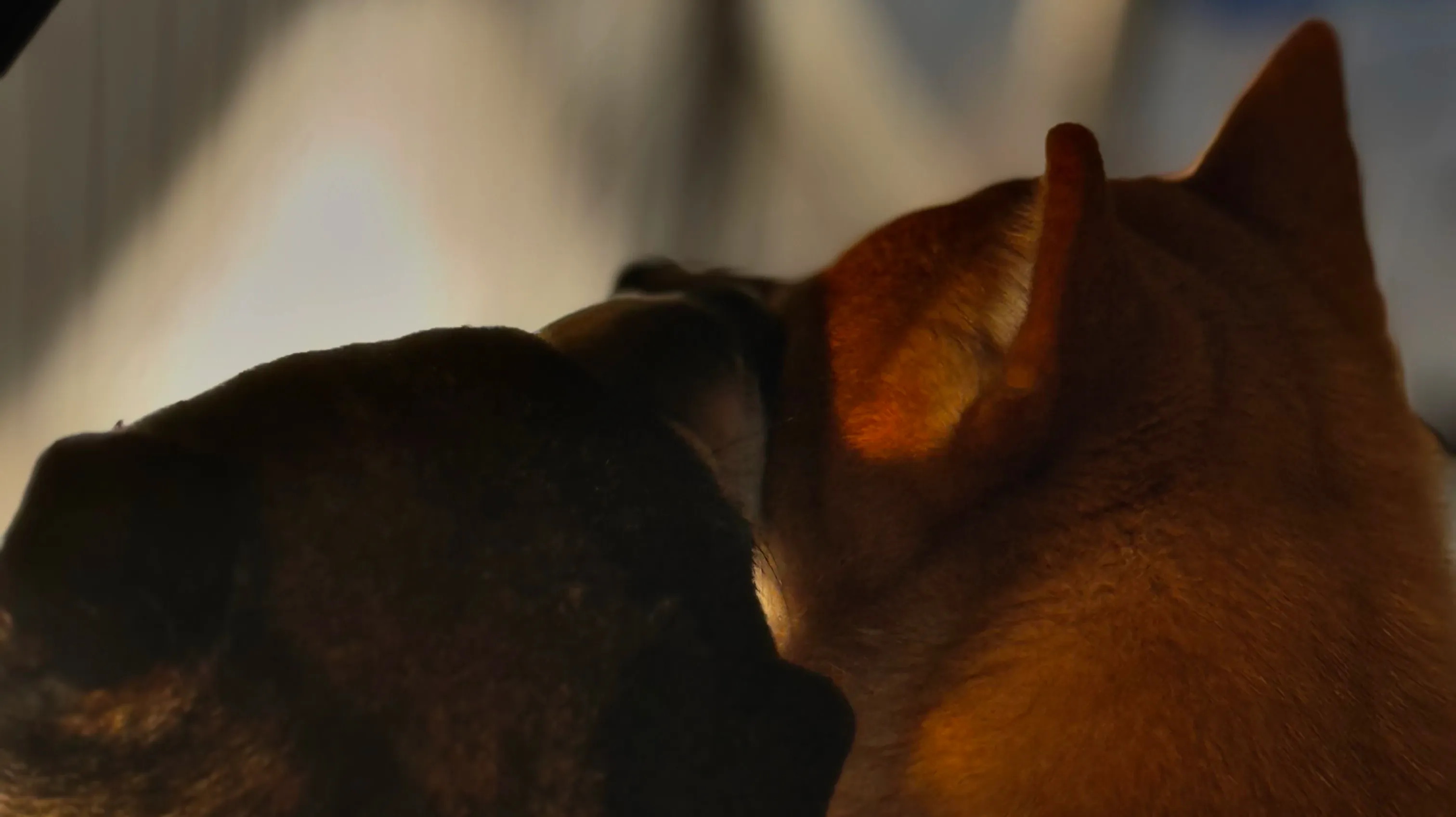 Panda and Peanut, the two Yokiko Shiba Inus, sitting together outdoors in Melbourne