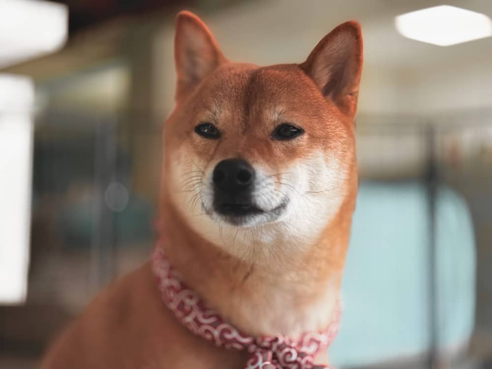 Panda, a red male Shiba Inu, sire at Yokiko