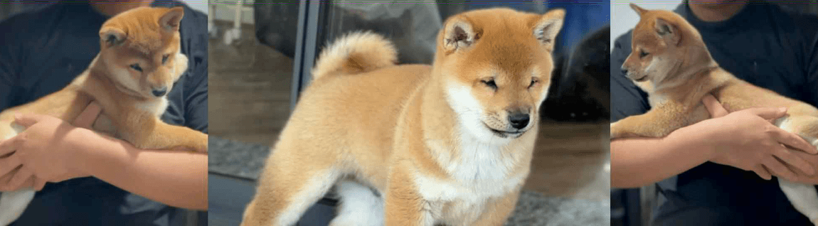 Shiba Inu puppy in Australia