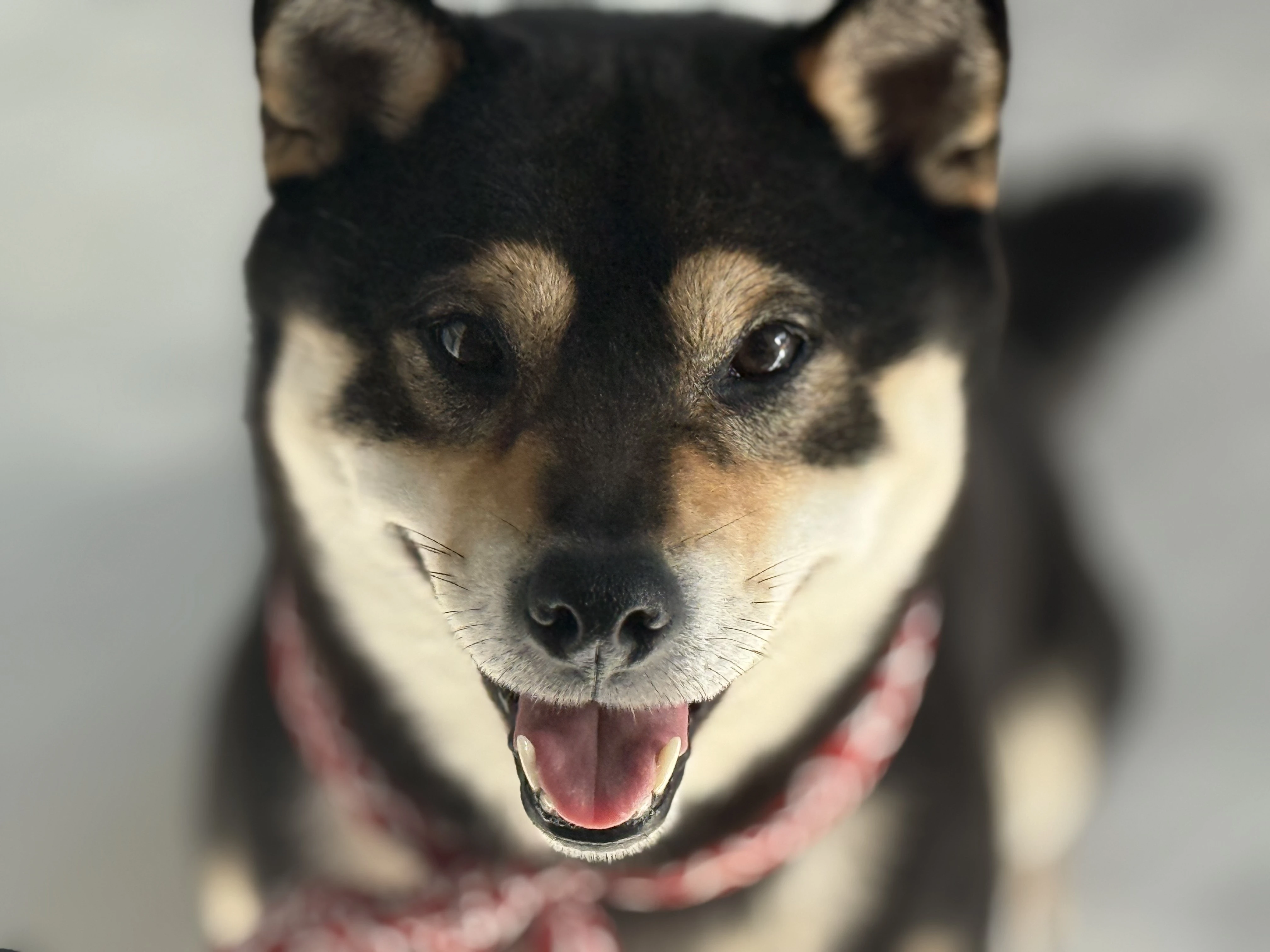 Peanut - YOKIKO PEANUT BUTTER